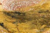 Polished Strelley Pool Stromatolite Slab - Billion Years Old #273566-1